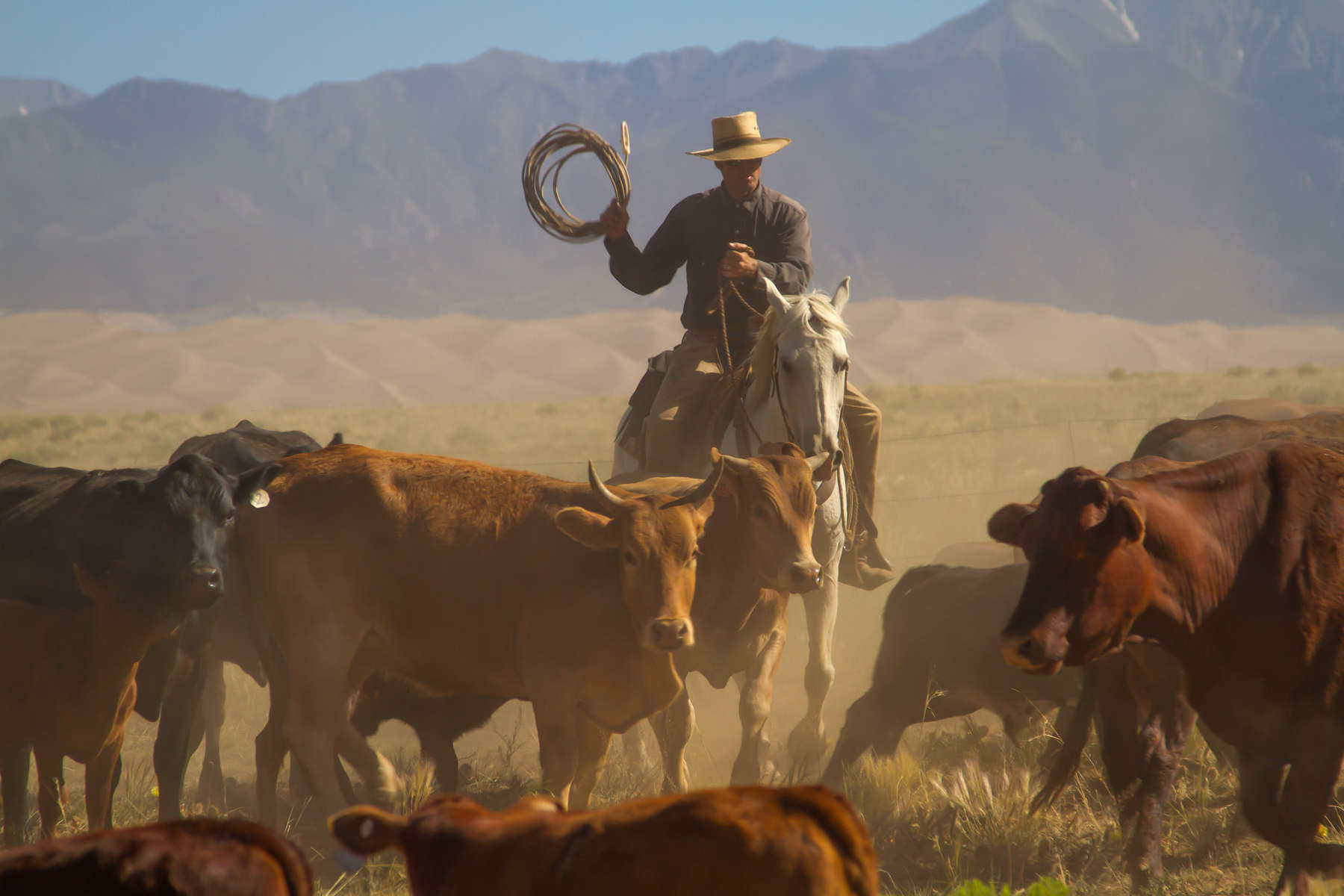 Cattle work on a US ranch