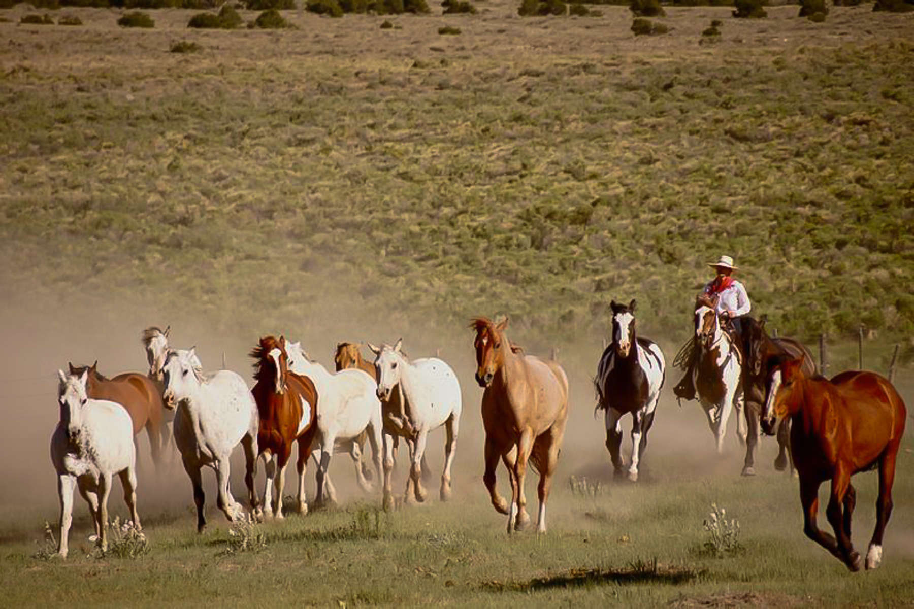 Cowboy driving a herd of horses in Montana