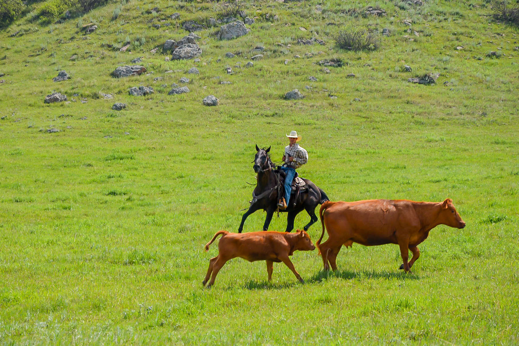 Cowboy rounding up cattle on a ranch holiday