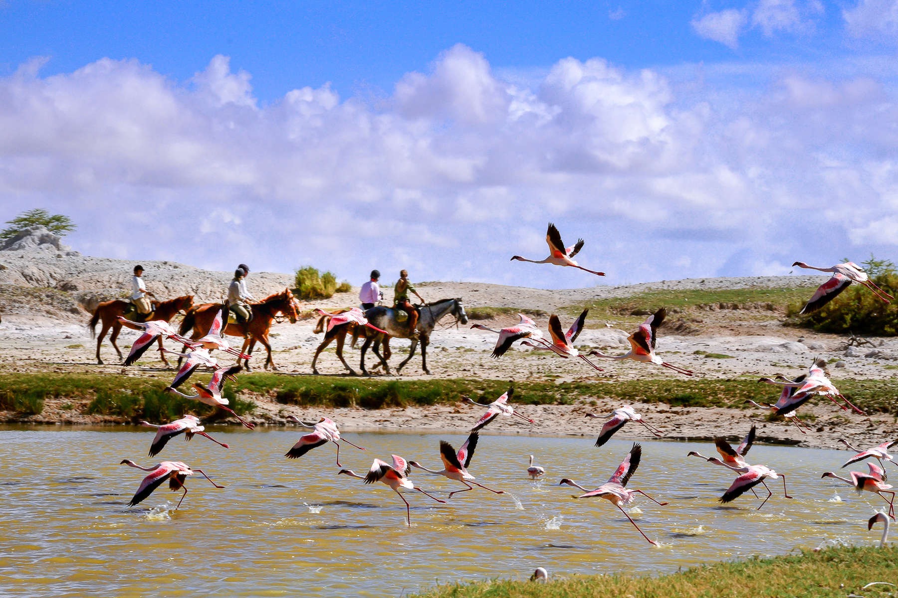 Flock of flamingoes taking flight