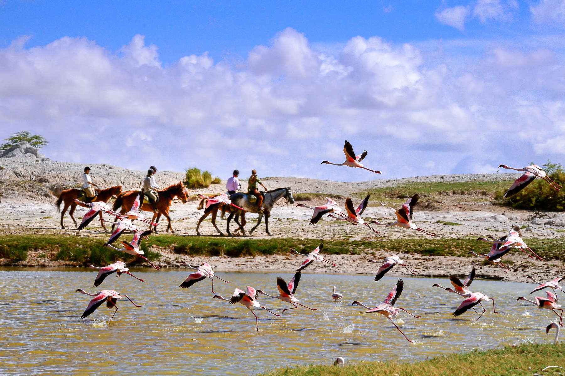 Spot local wildlife on horseback Flock of flamingoes taking flight