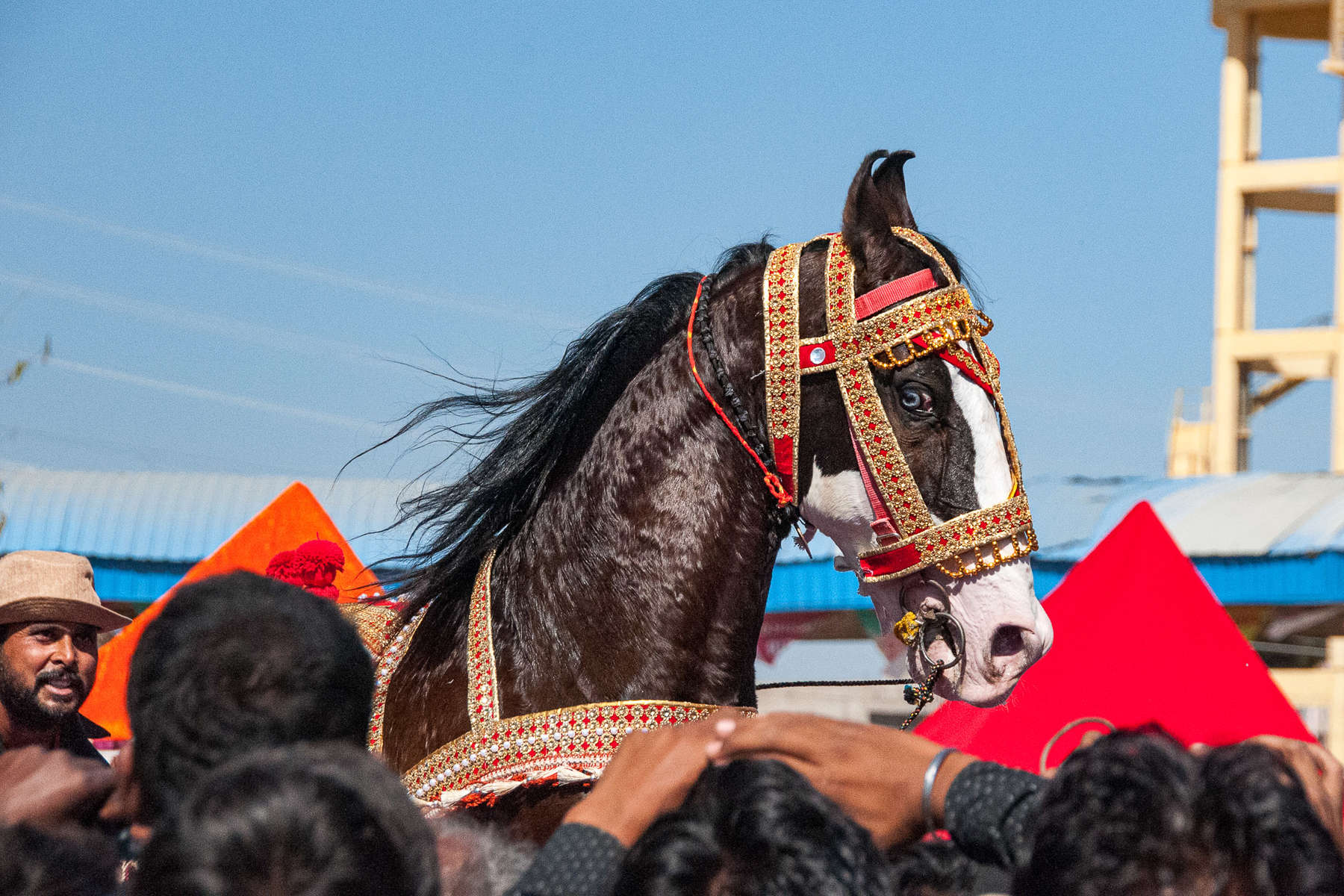 horseback trail in Pushkar fair