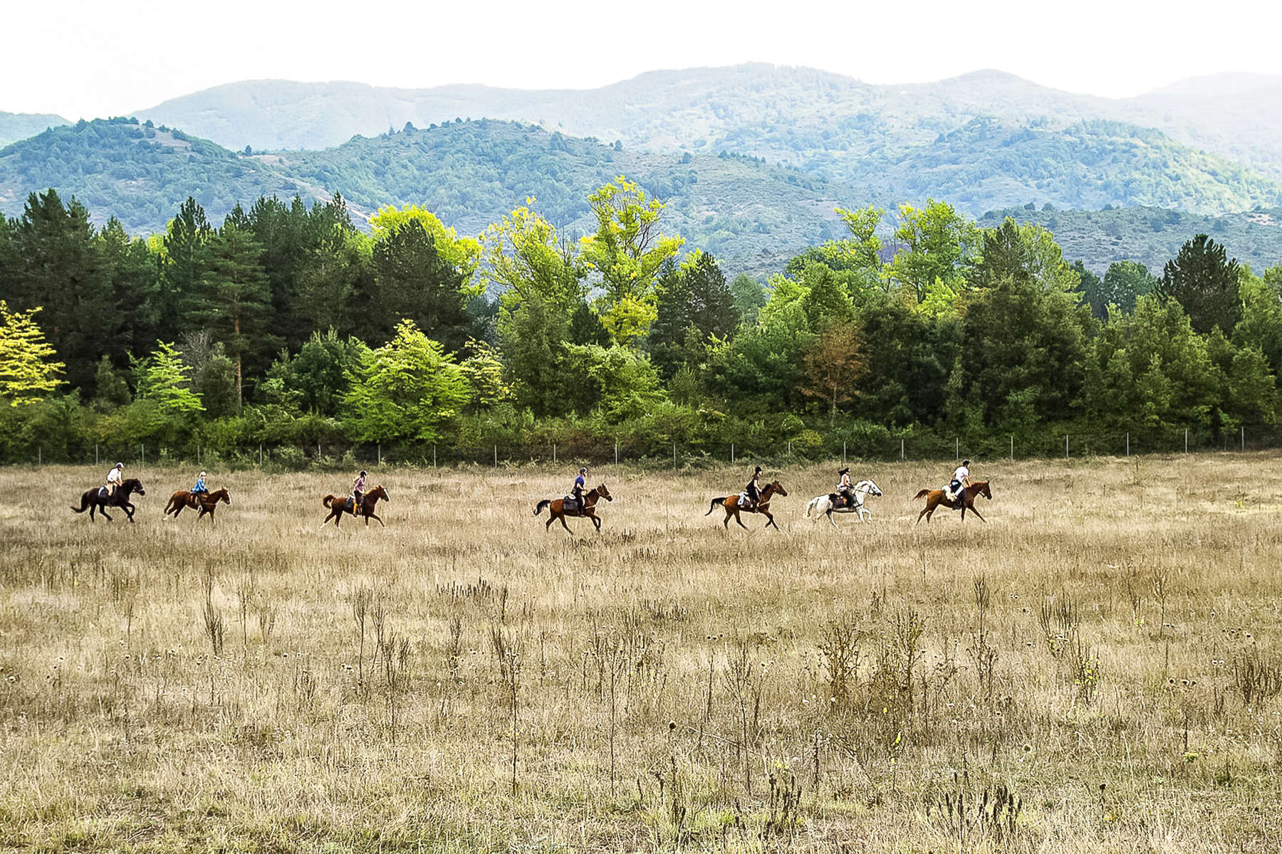 Horses and riders galloping in a field in Bulgaria