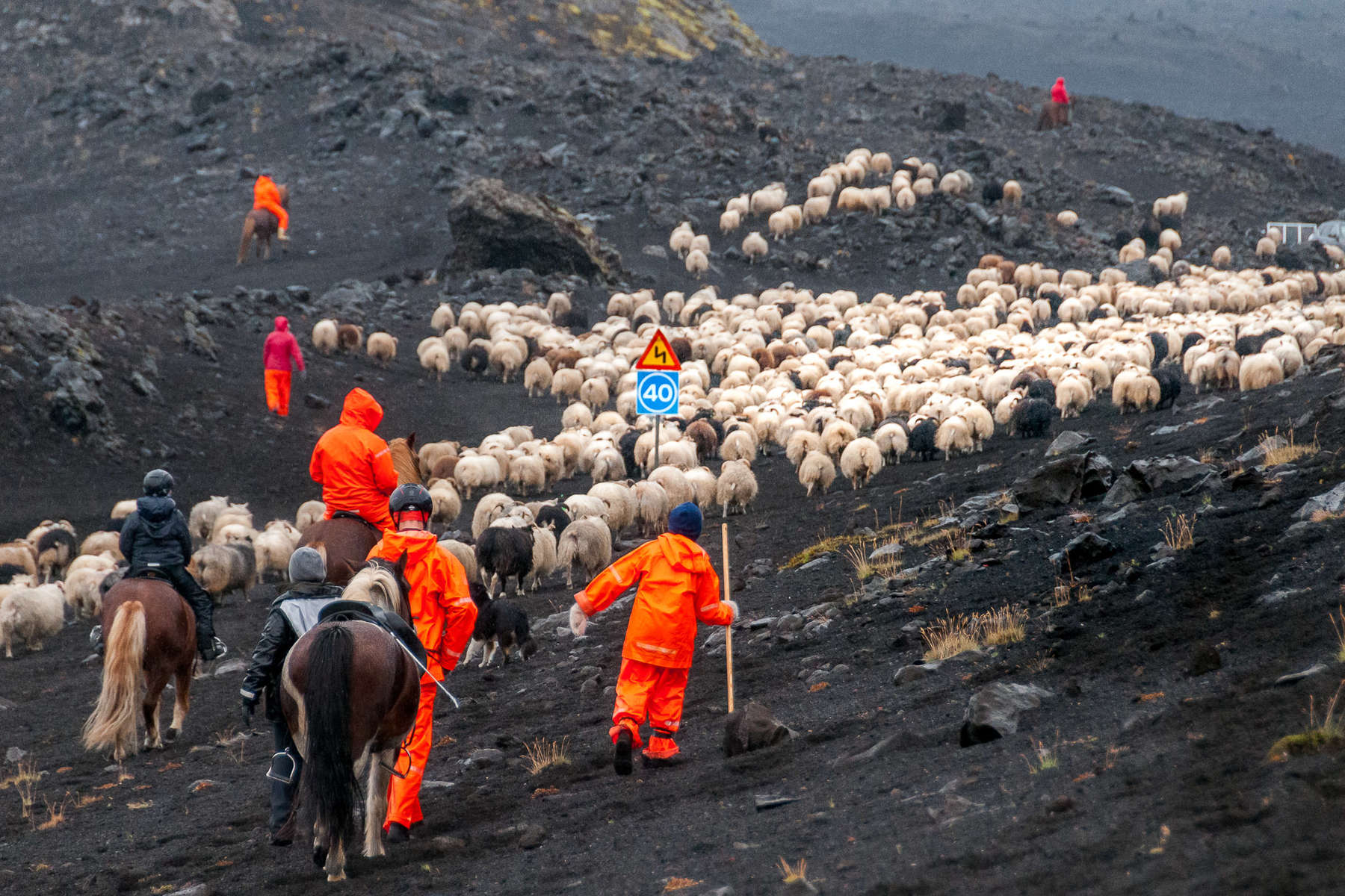 Horses and sheep in iceland