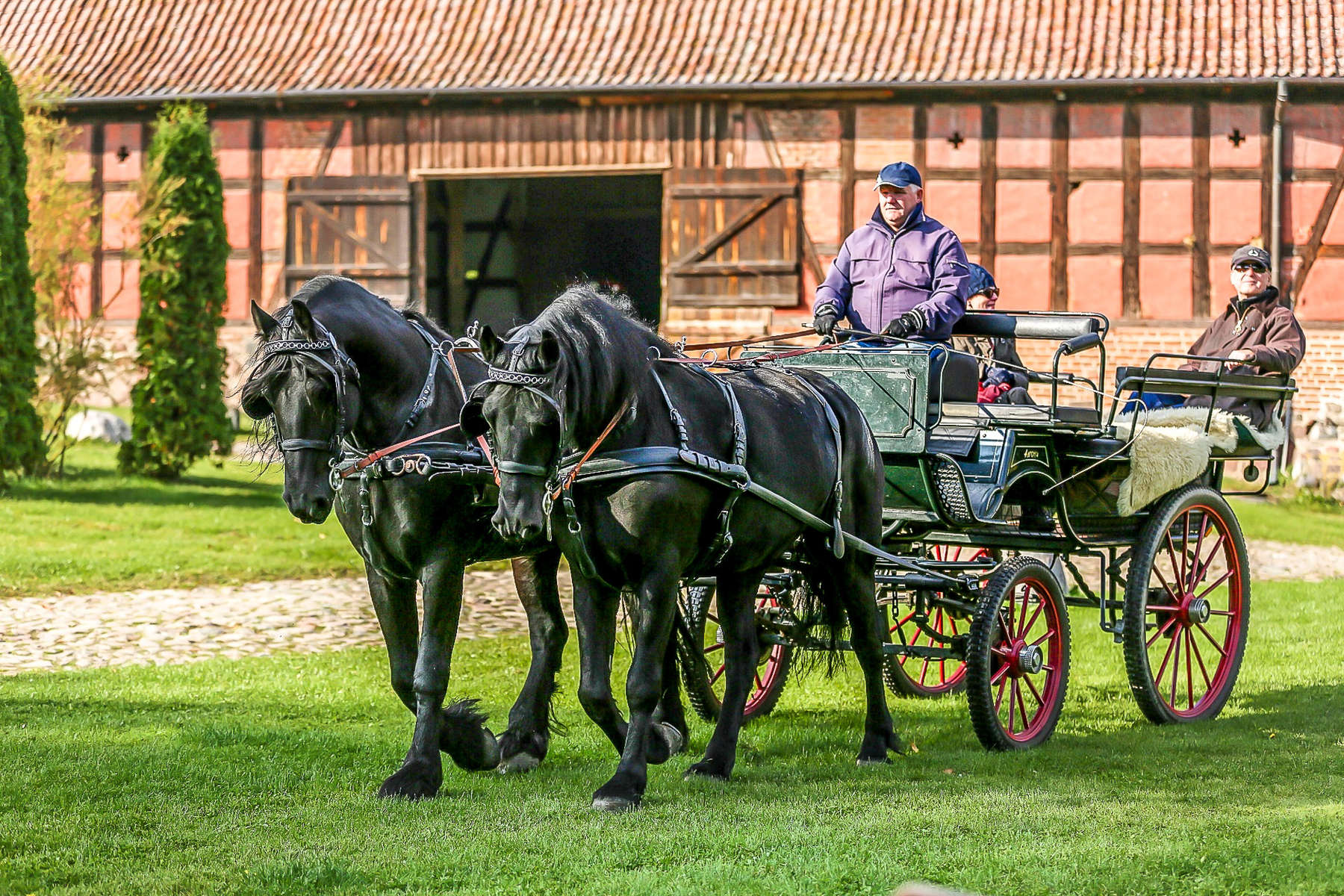 Horses pulling a carriage in Poland