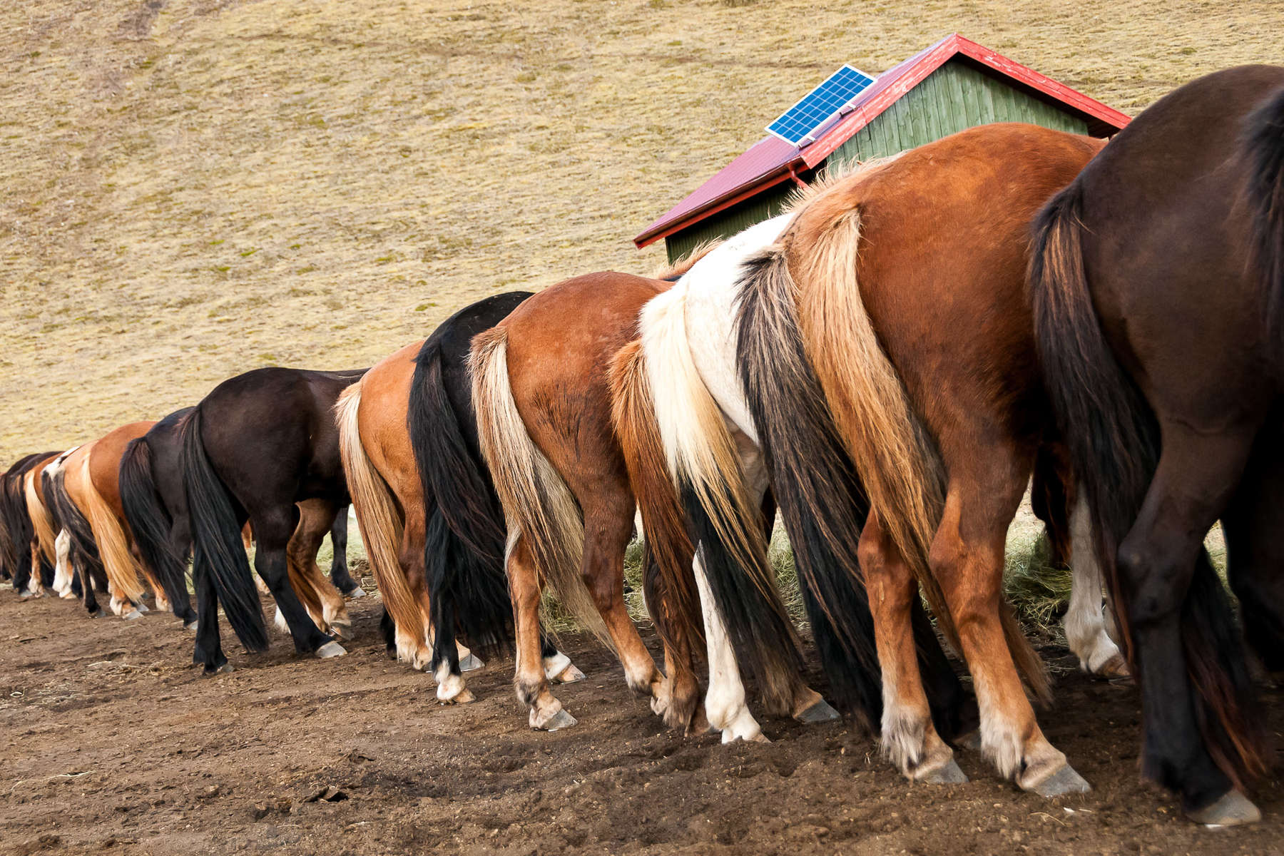 icelandic horses lined up in a row