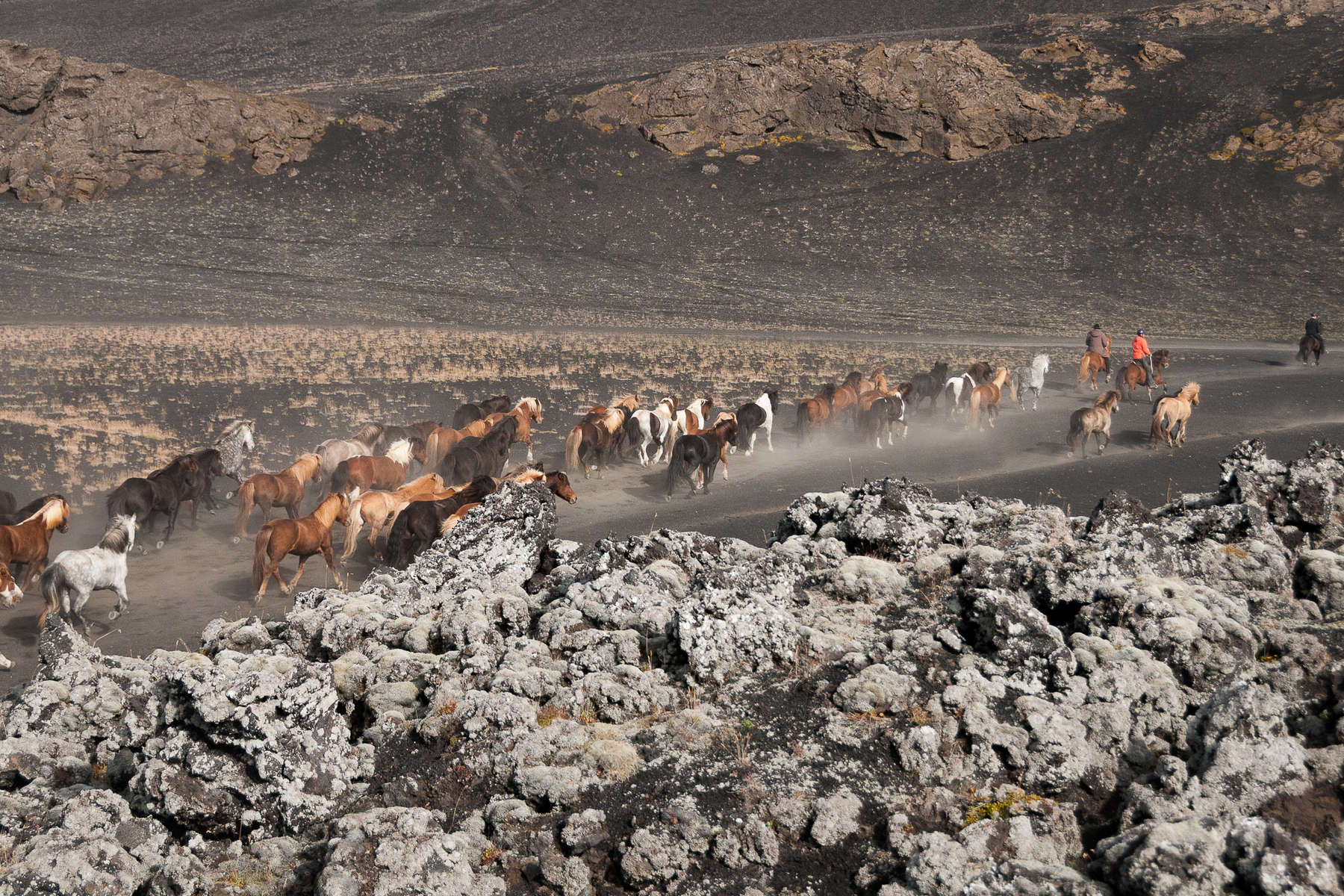Icelandic horses roaming free in iceland