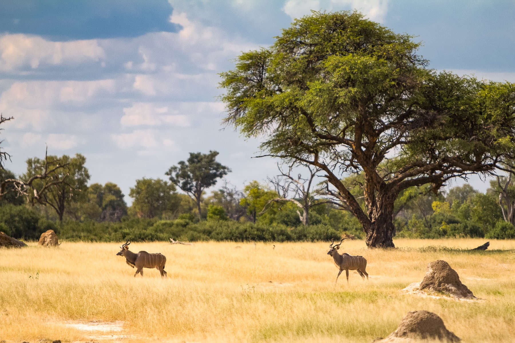 Kudus in Hwange National Park, Zimbabwe