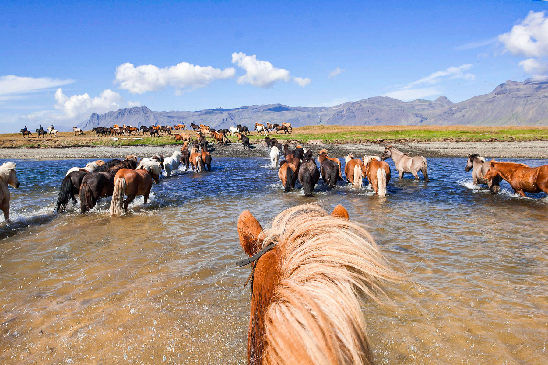 Loose Icelandic horses on a trail ride