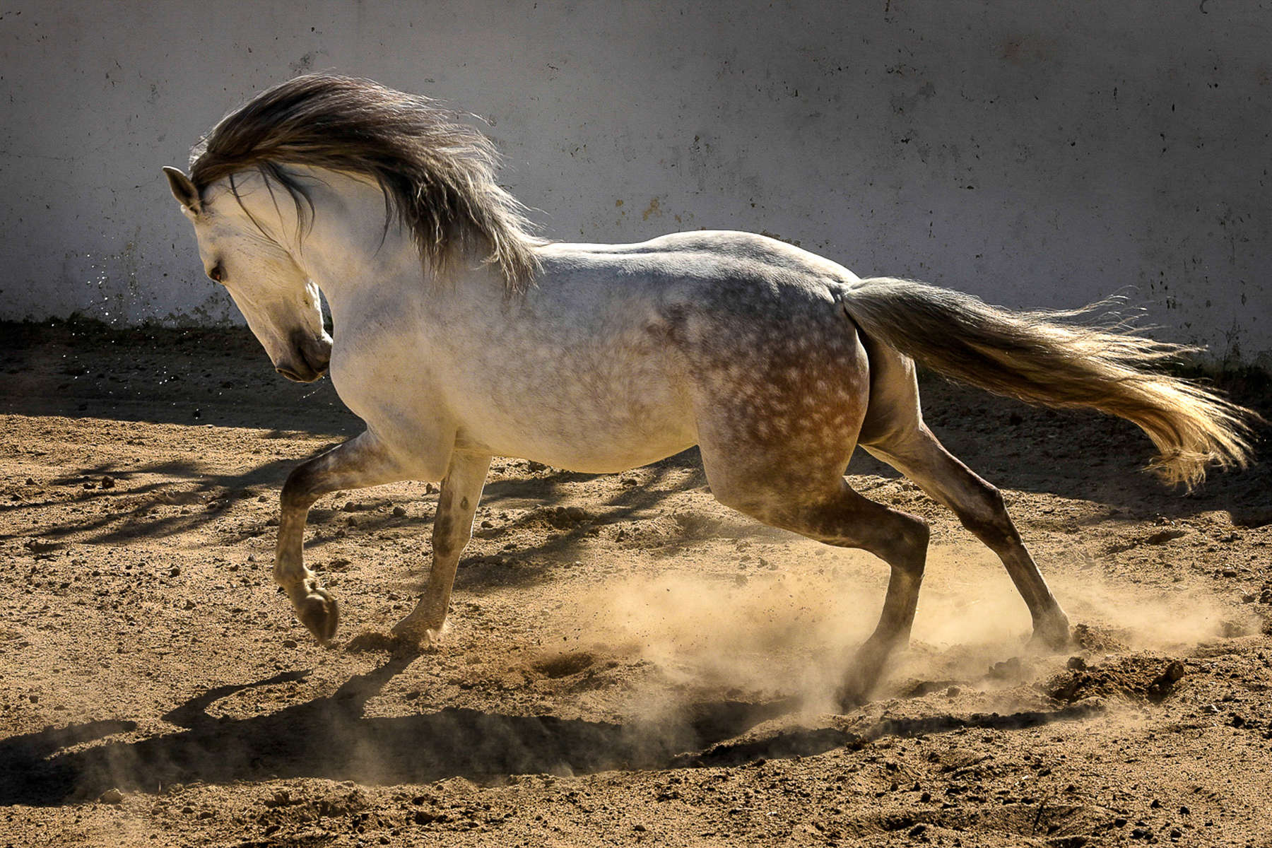 Lusitano horse running free in the bullpen at Alcainça, Portugal