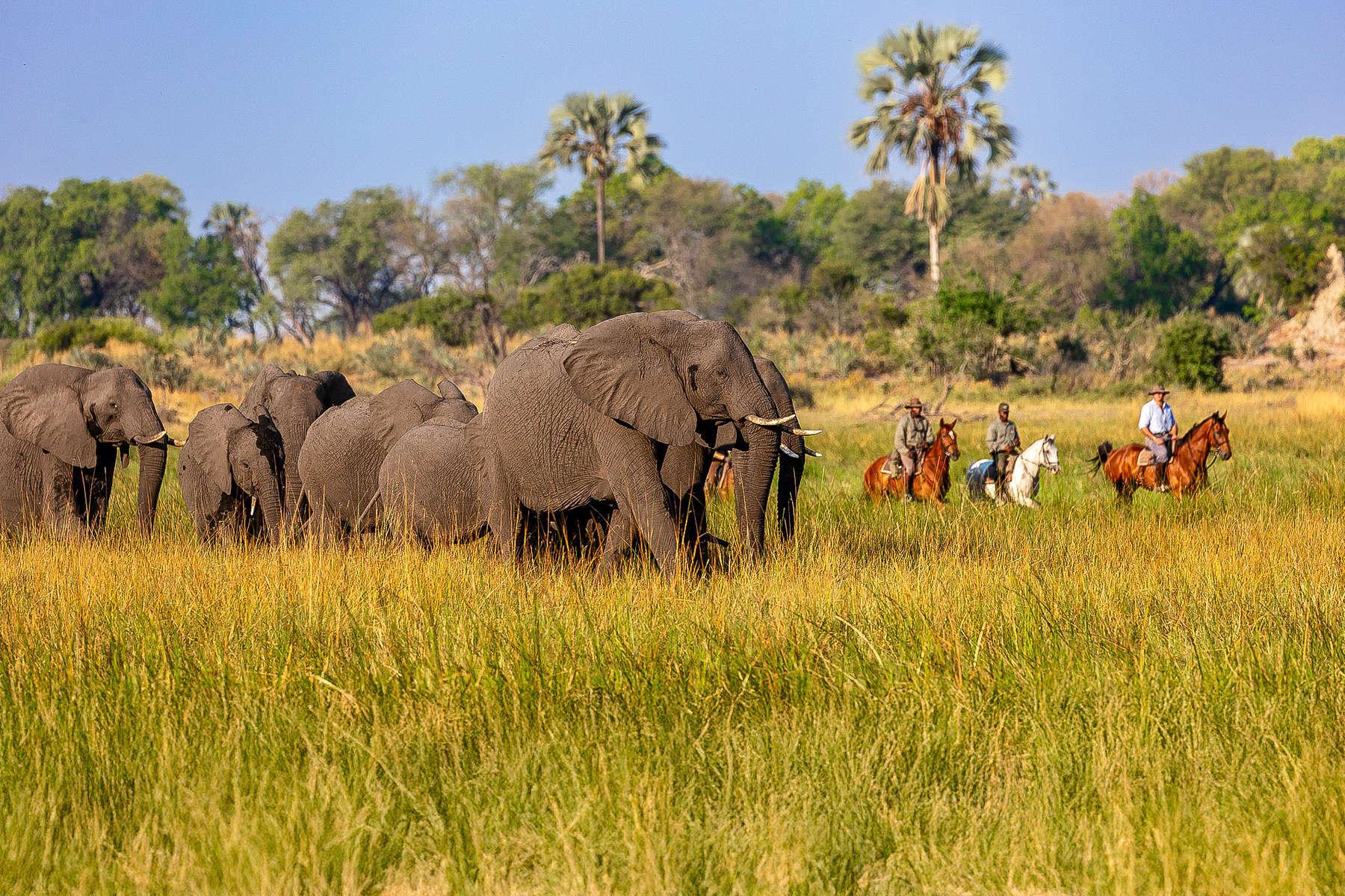 Macatoo Camp - Horseback safari in the Okavango Delta
