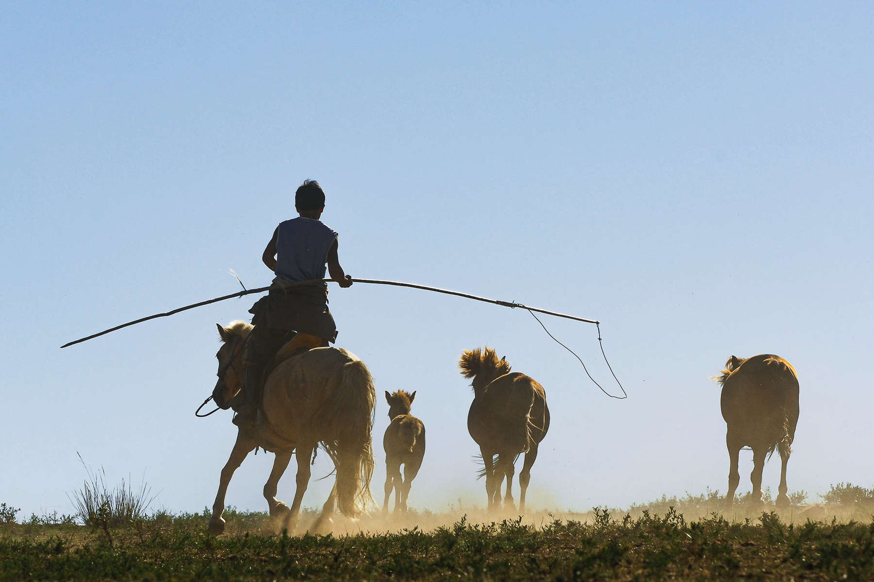 Mongolian shepherd roping horses with a uurga