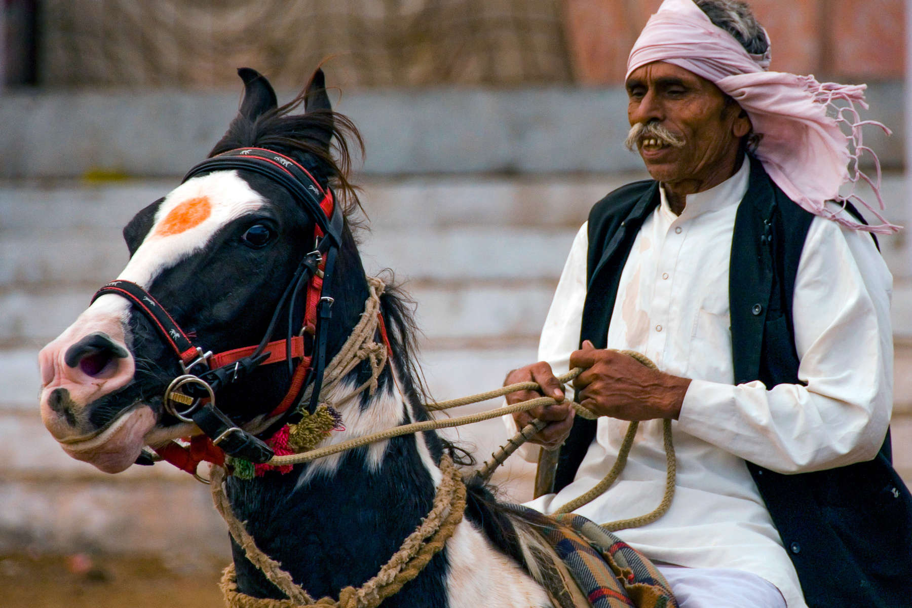 Rider and Marwari horse, Rajasthan