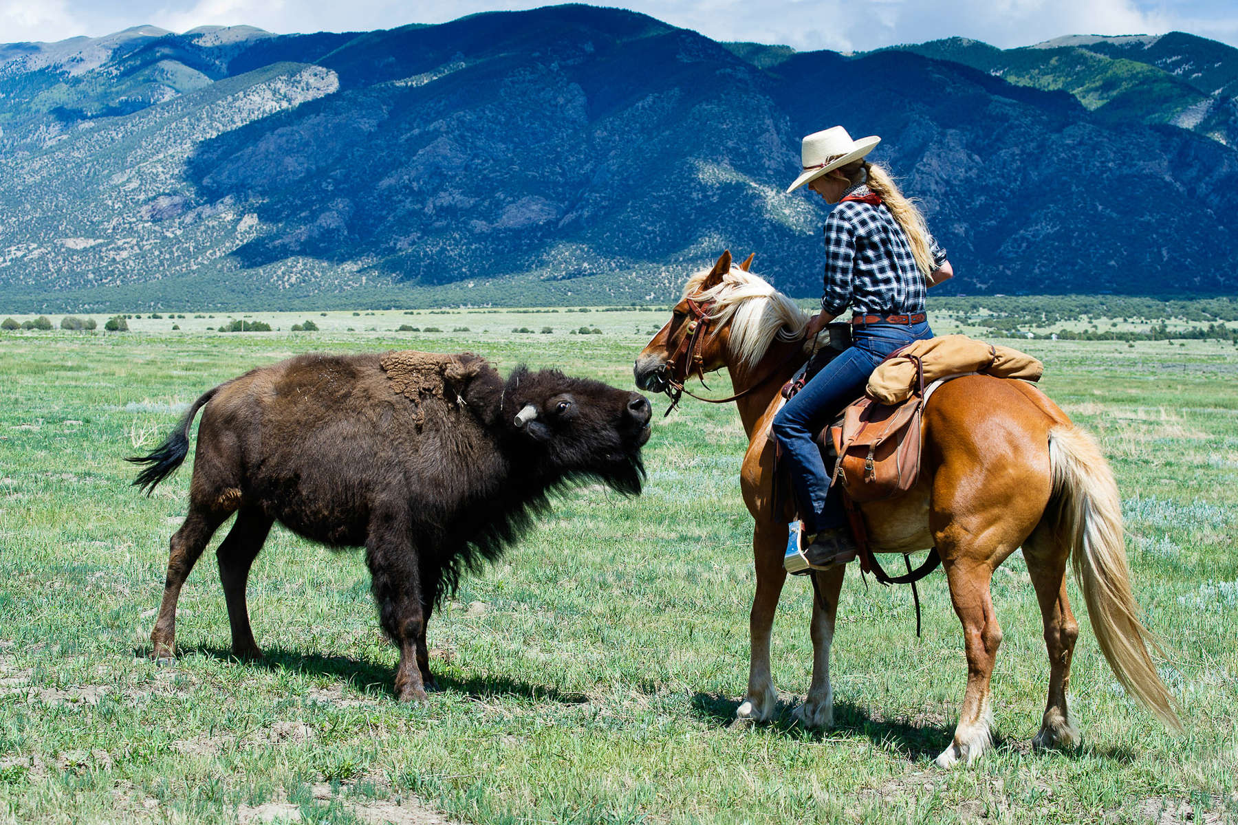 Rider on horseback close to bison in Colorado