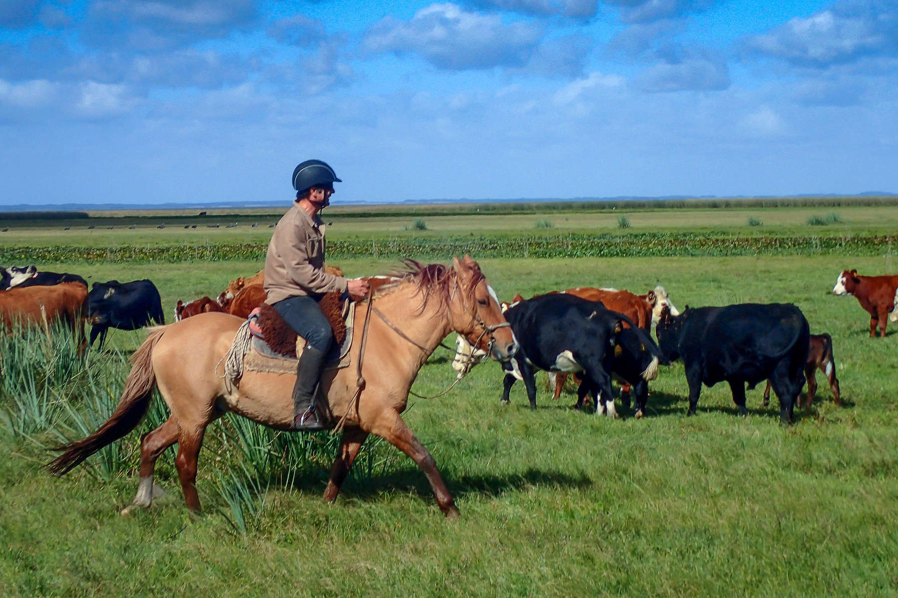 Rider rounding up cattle in Uruguay