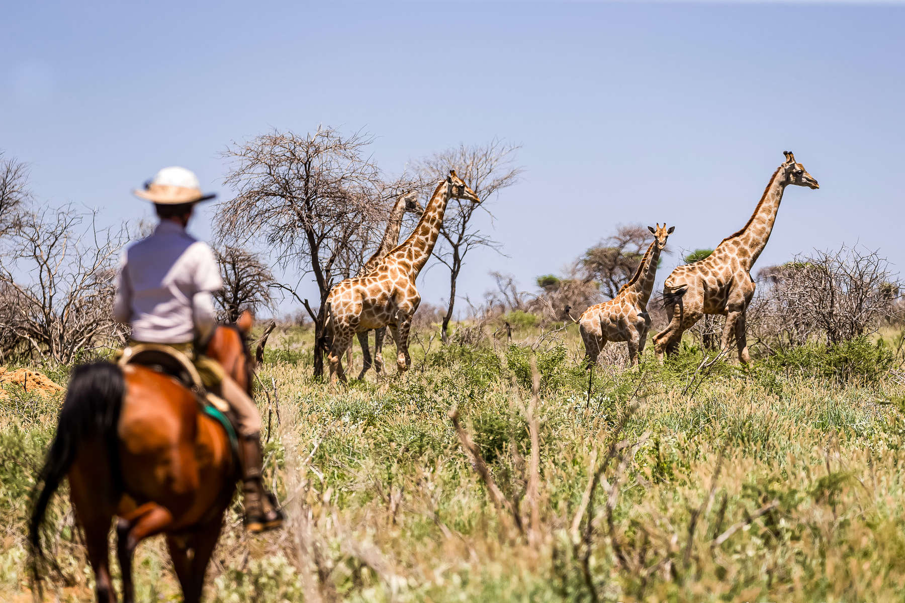 Rider watching giraffe in Namibia