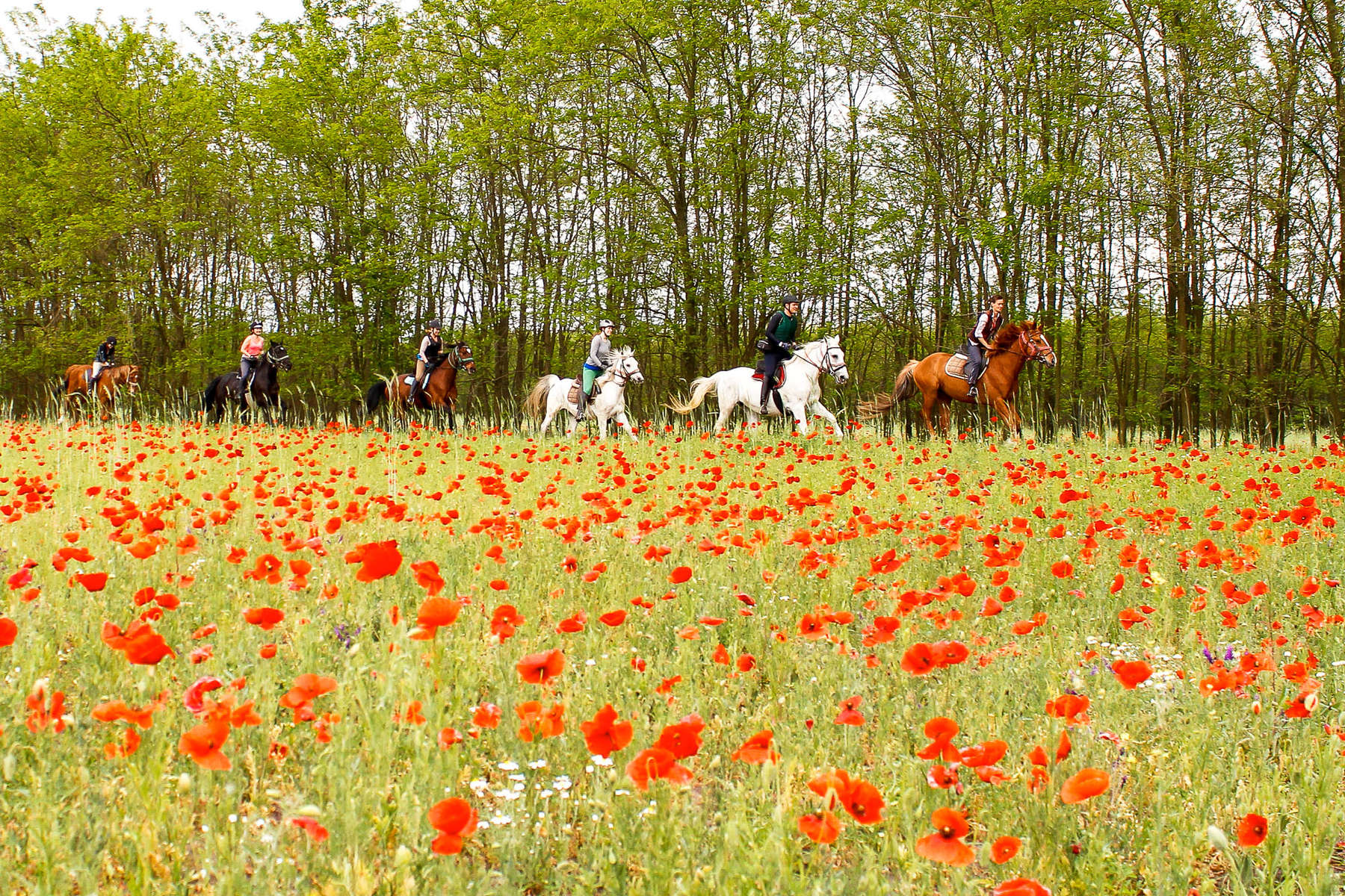 Riders cantering across a field of flowers in bloom