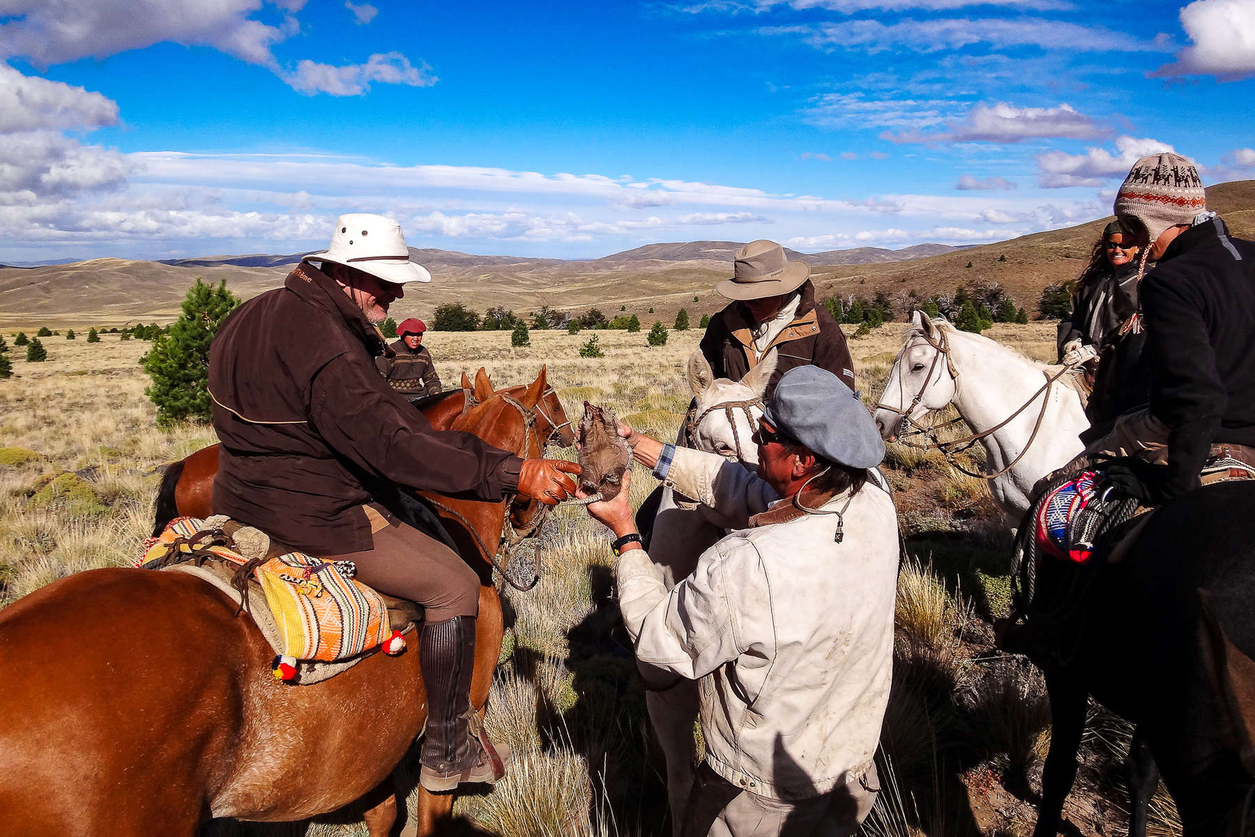 Riders, horses and armadillo on a trail ride