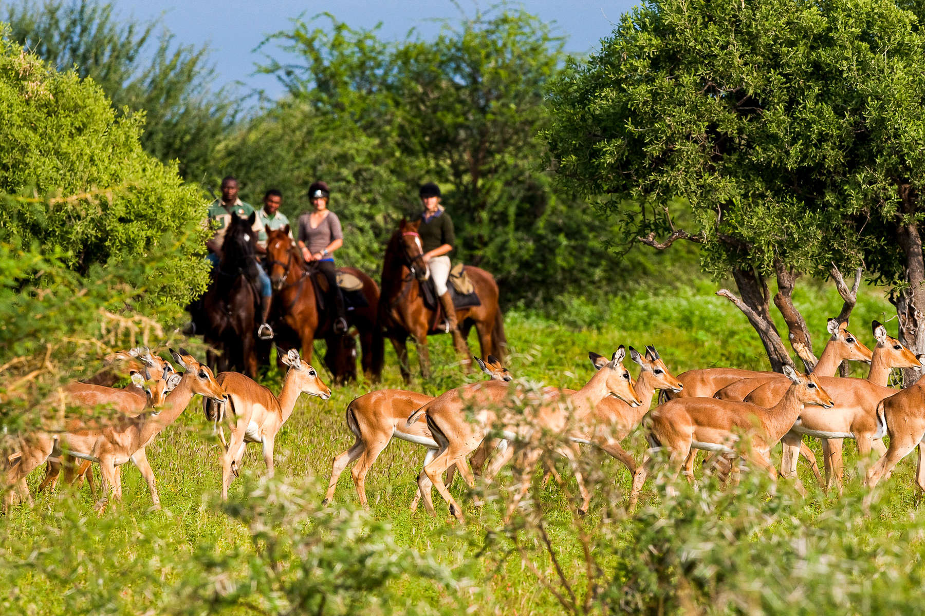 Riders watching impala in Botswana