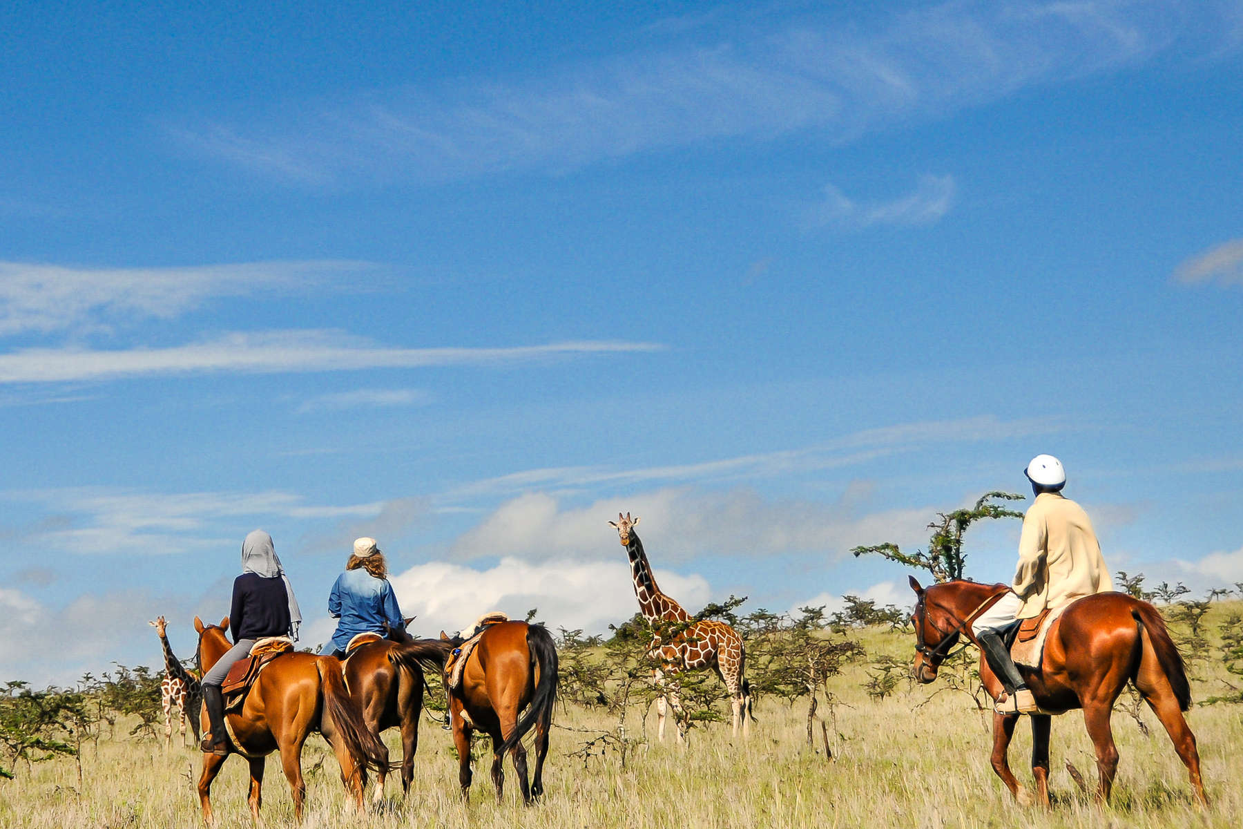 Riding holiday at Borana Lodge - riders watching giraffe during a riding safari
