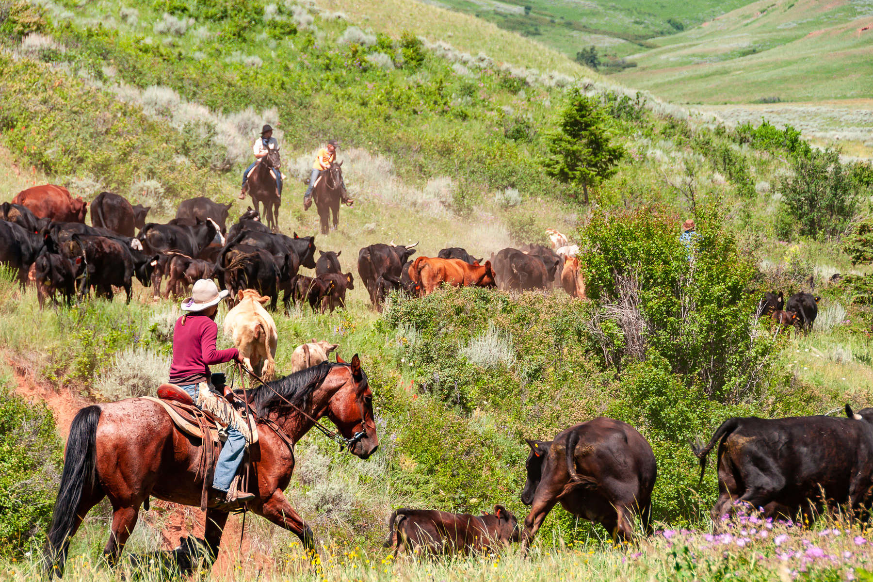 Rounding up cattle in the Pryor Mountains at TX ranch
