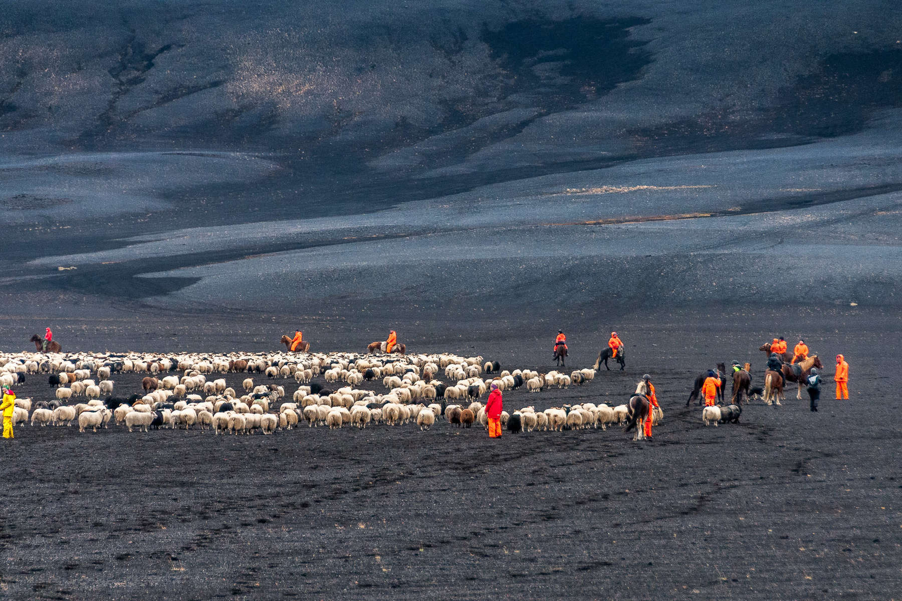 Sheep round up event in Iceland