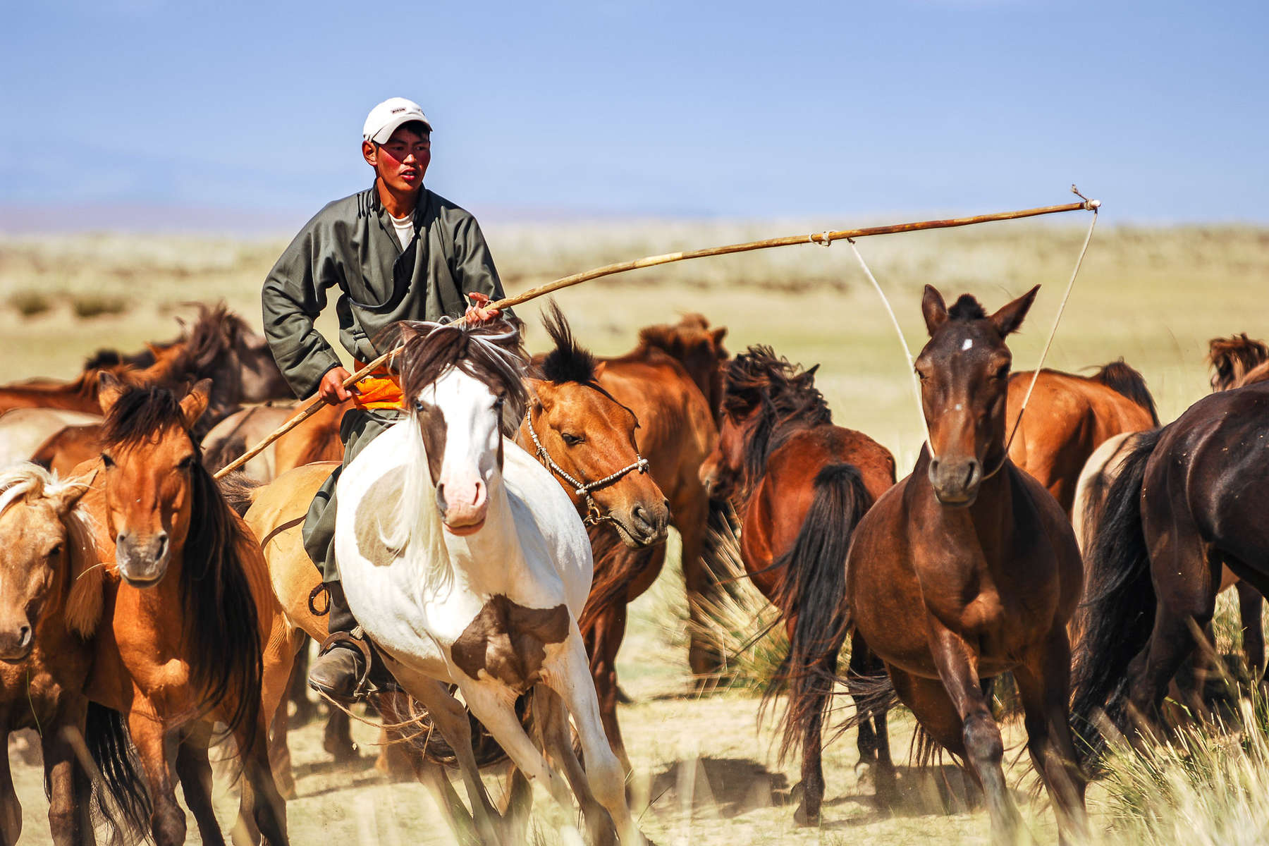 Shepherd in Mongolia catching horses with an uurga