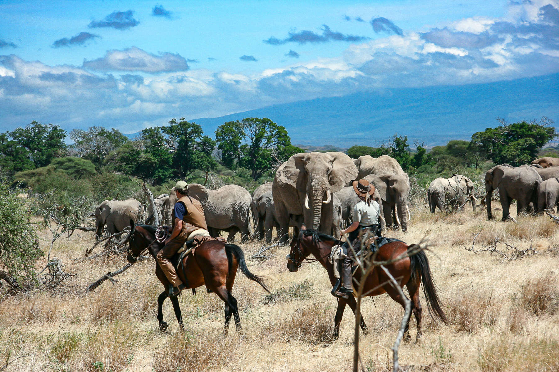 The big five on a horesback safari in Tanzania