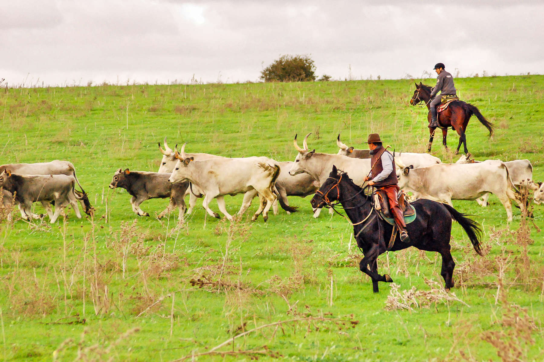 Tuscan cowboys at work in Italy