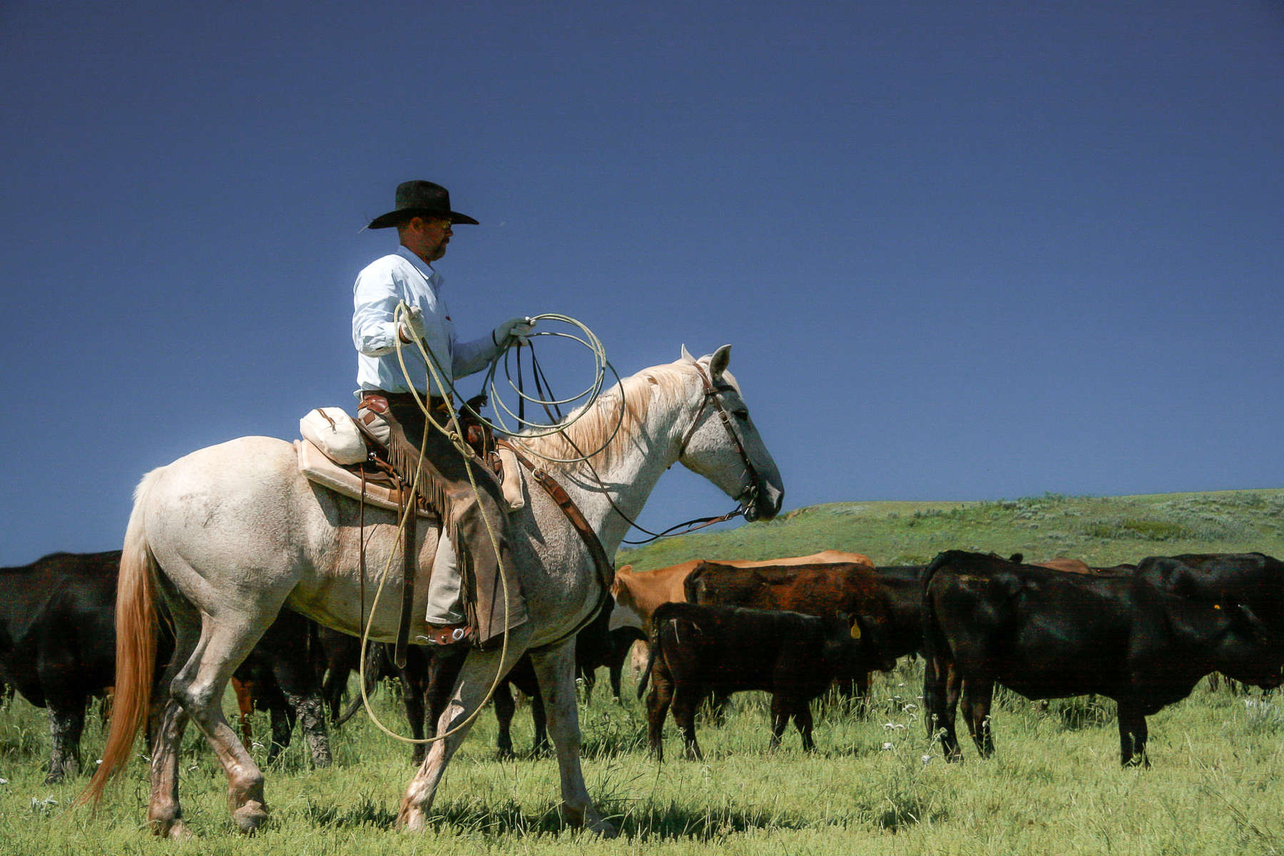 Learn the tricks of the trade on a USA ranch holiday USA Ranch vacation and a wrangler roping cattle