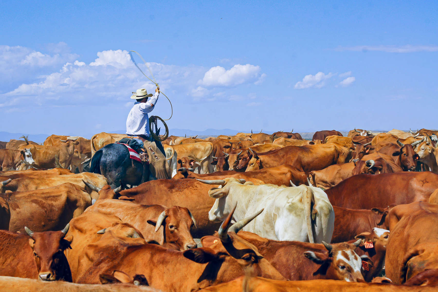 Wrangler roping cattle at a US working ranch