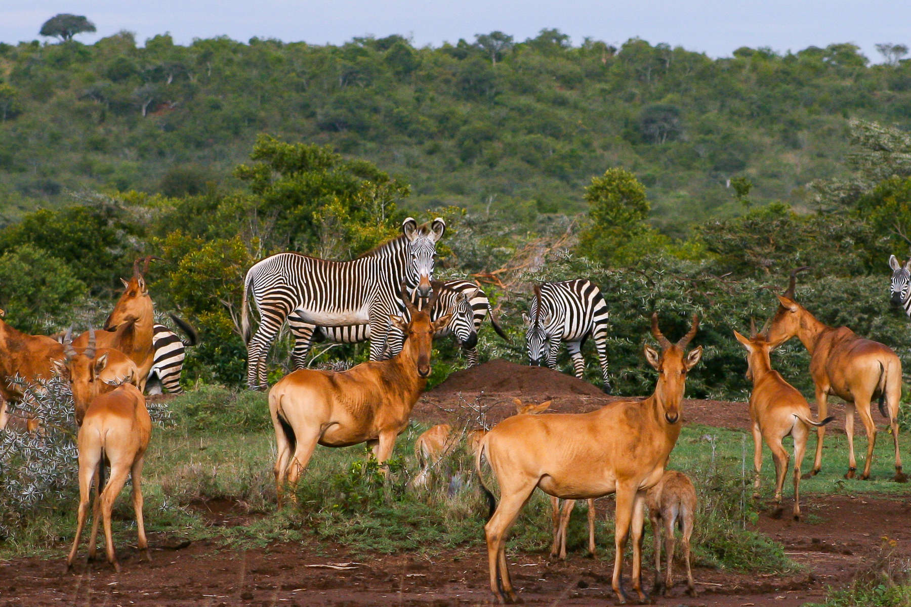 Zebra and hartbeest  at Sosian lodge in Kenya