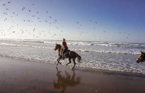A rider cantering on the beach