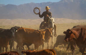 Cattle work on a US ranch