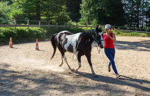 Rider and horse playing in an arena