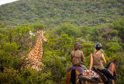 A group of giraffe watching riders on a riding safari in South Africa