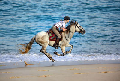 Beach canters on the Dolphin trail, Portugal