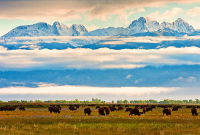 Bisons in Colorado