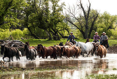 Cattle drive in USA
