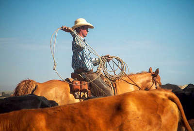 Cow-boy working with a lasso