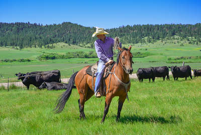 Cowboy having roped a calf at Kara Creek ranch