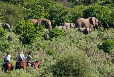 Elephant spotting on a riding safari