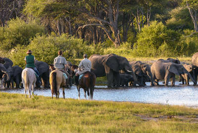 Elephants and horseback riders in Hwange, Zimbabwe