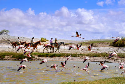 Flock of flamingoes taking flight