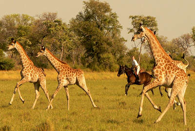 Giraffes and horses in Botswana