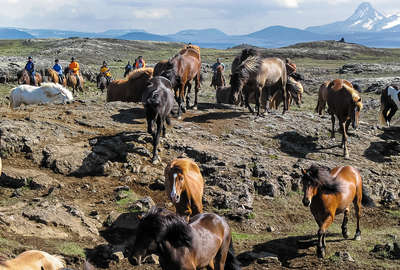 Horse round up in northern Iceland