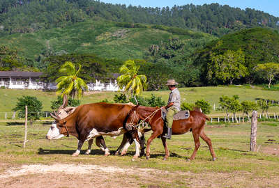 Horseback rider moving cattle in Cuba