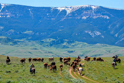 Horses and mountains of Montana.