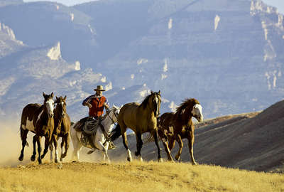 Horses cantering in Wyoming