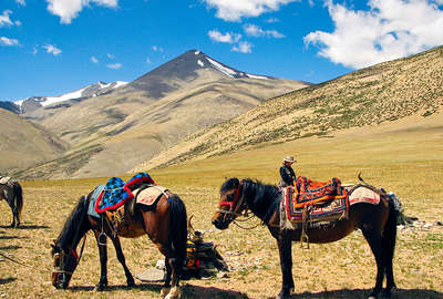 Horses in Ladakh - The Little Tibet.